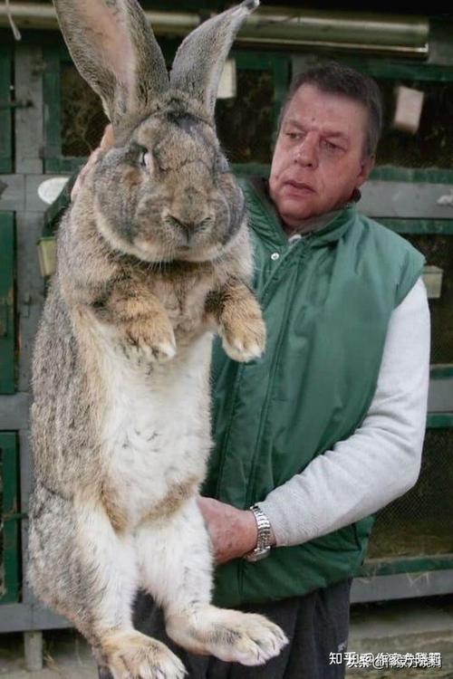 澳大利亚兔子可以吃吗