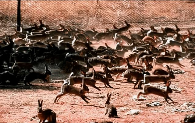 澳大利亚兔子泛滥